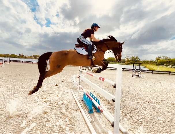 Horse photo