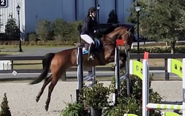 Horse photo
