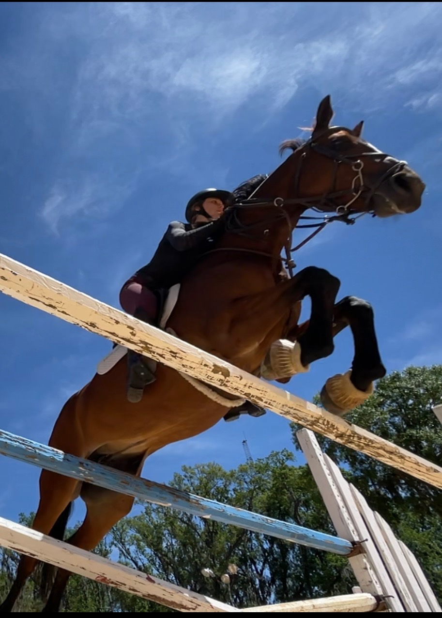 Horse photo