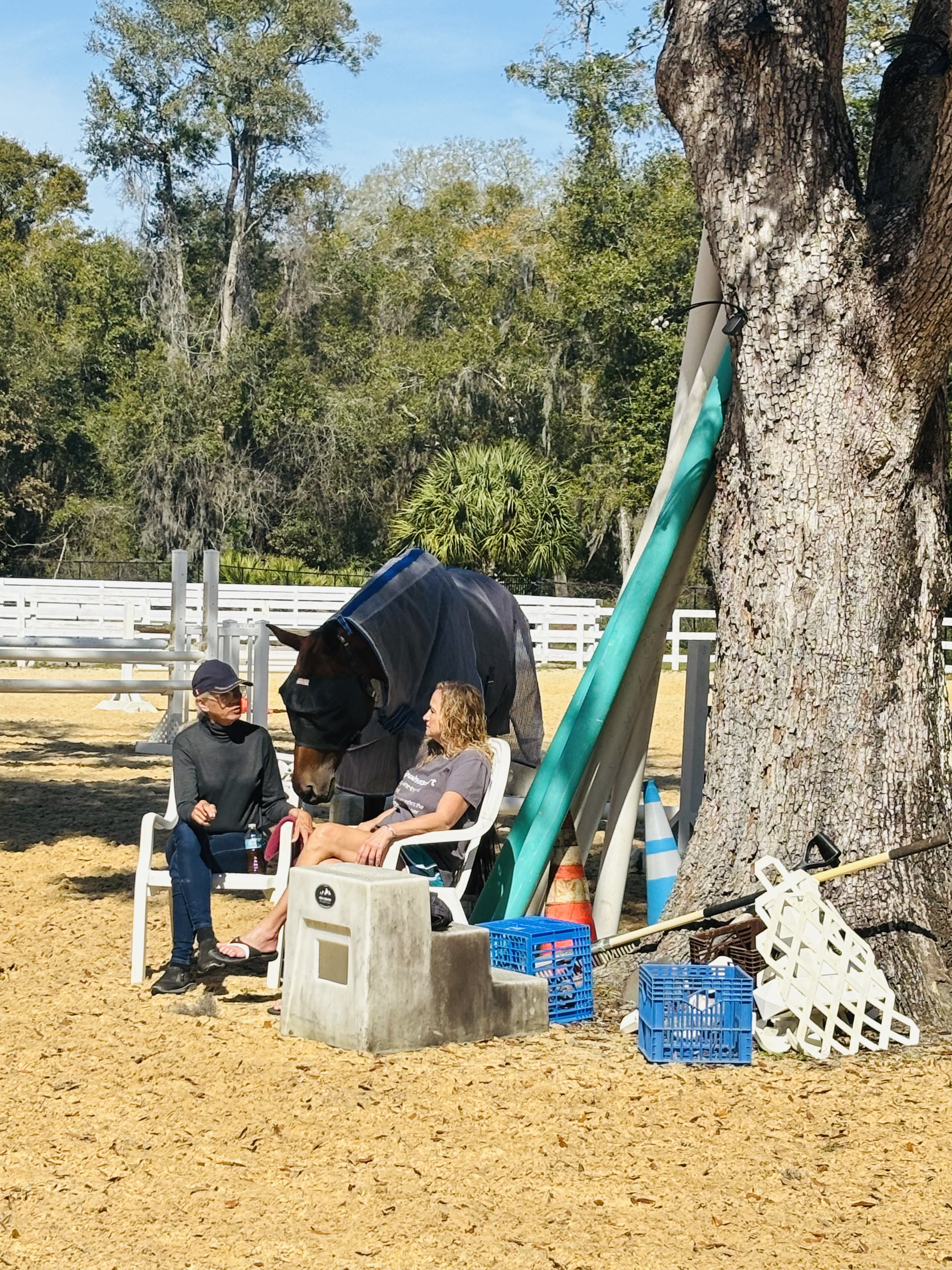 Horse photo