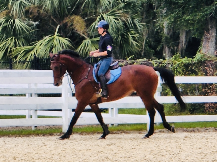 Horse photo