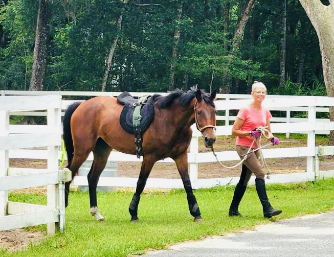 Horse photo