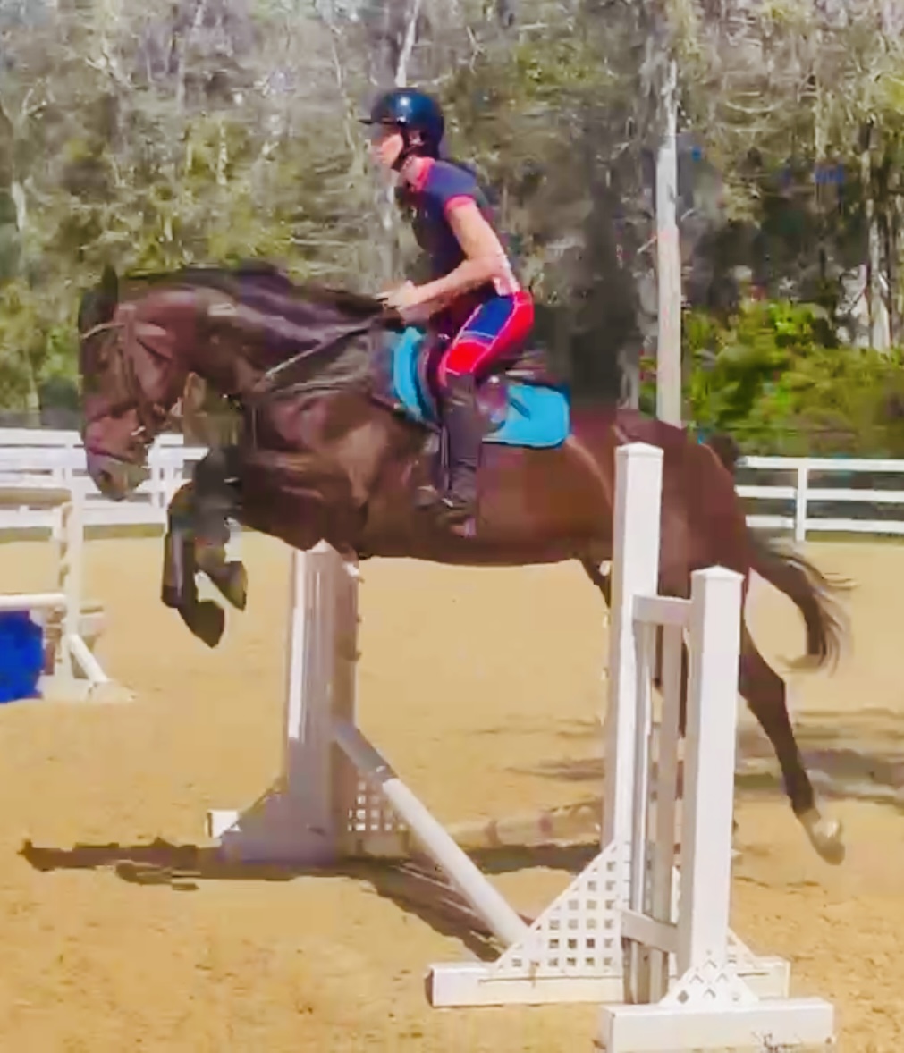 Horse photo