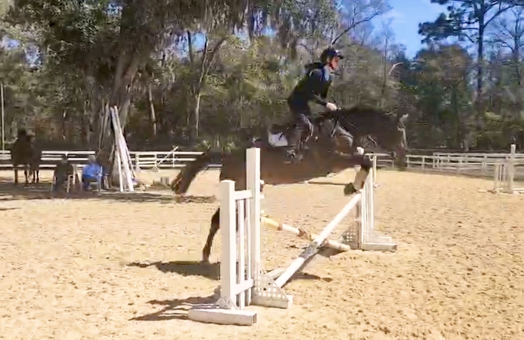Horse photo