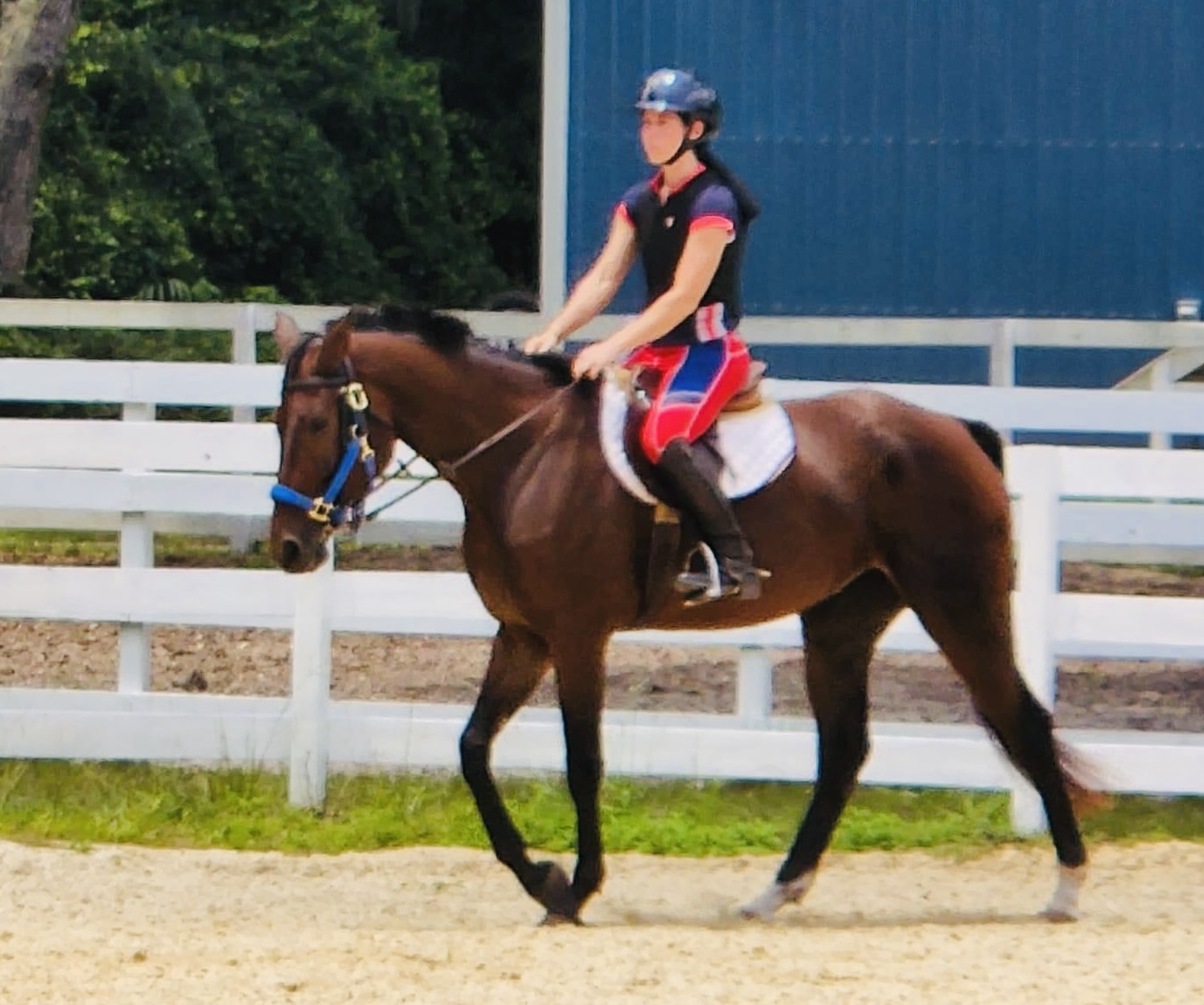 Horse photo