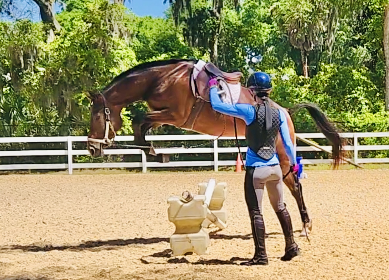 Horse photo