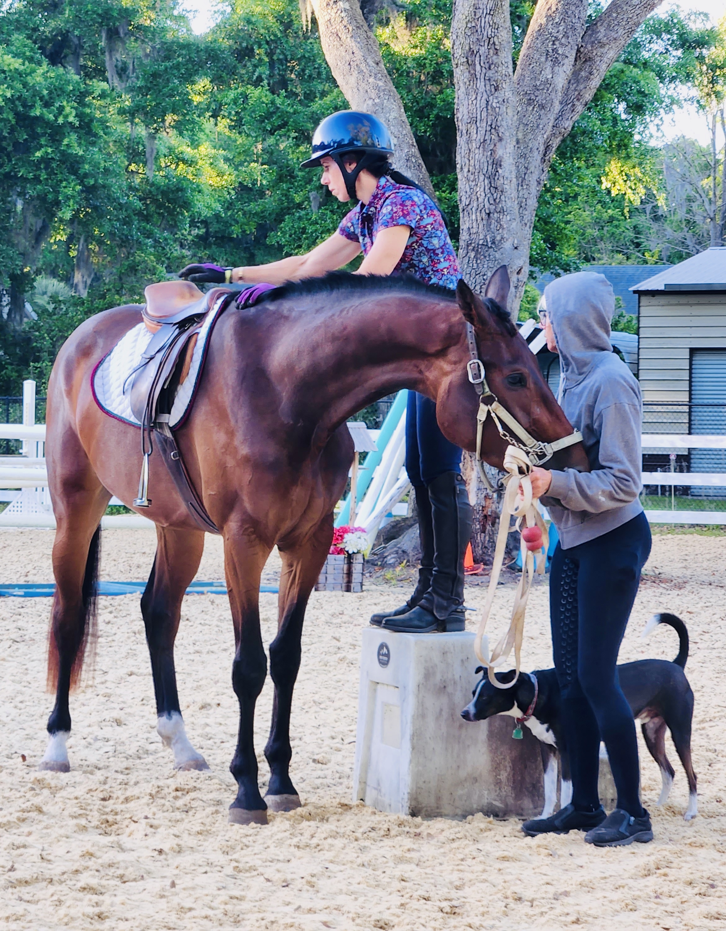 Horse photo