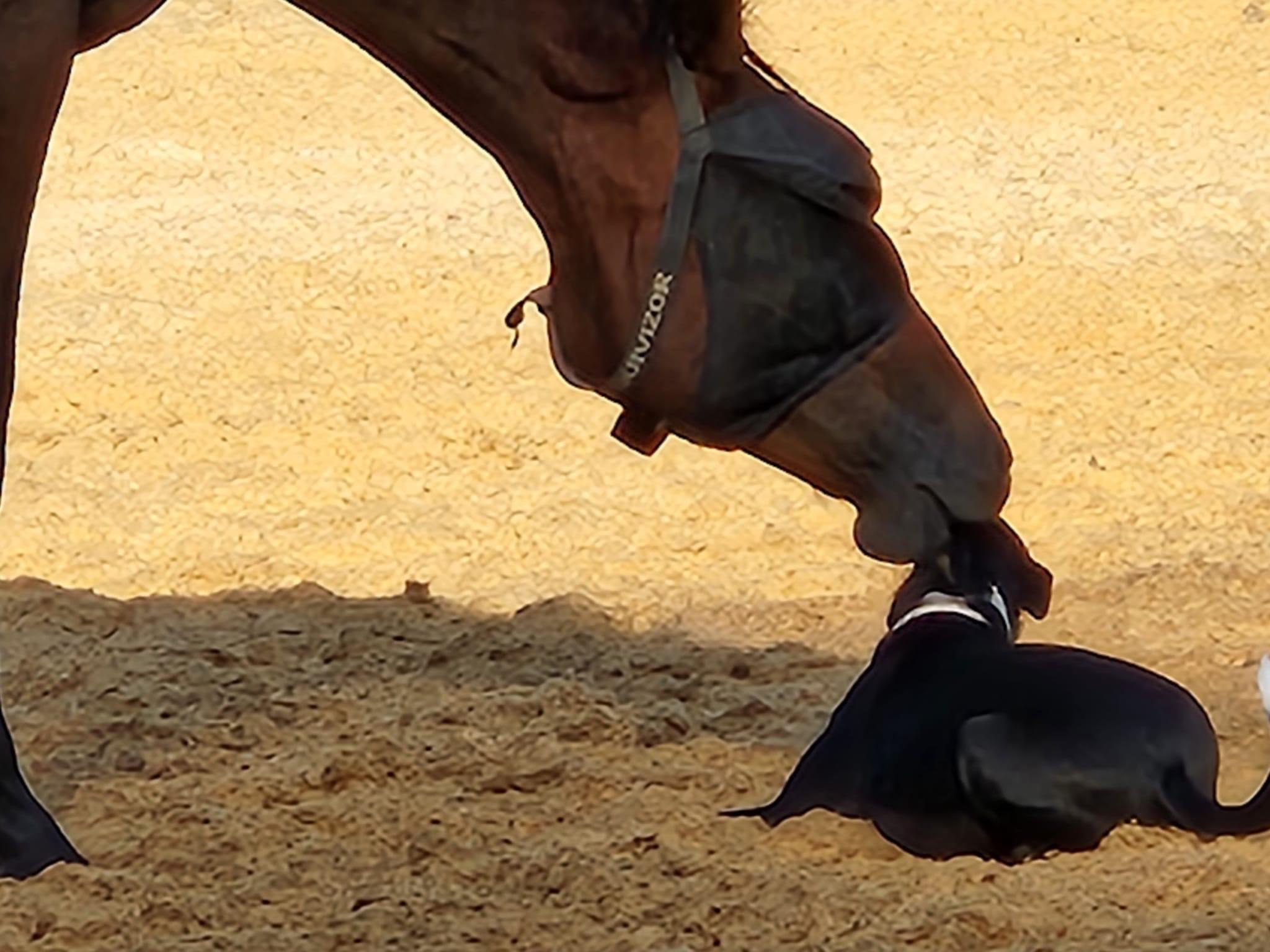 Horse photo