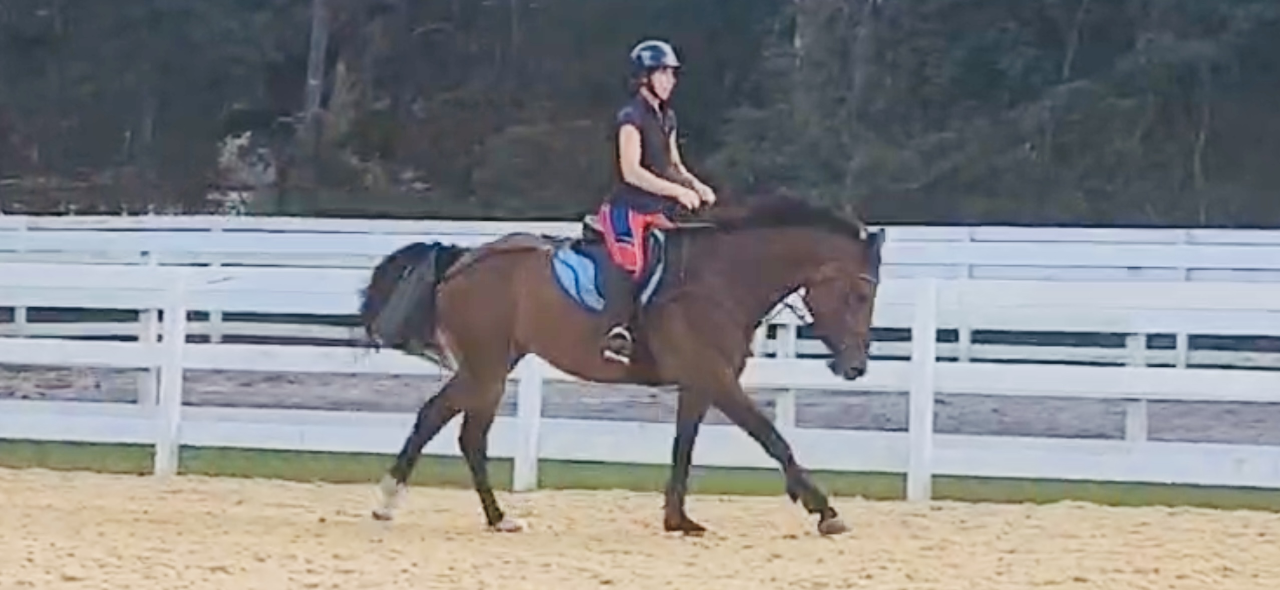 Horse photo