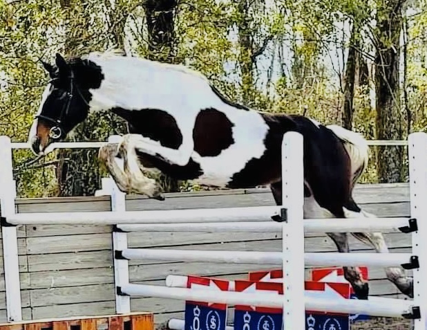 Horse photo