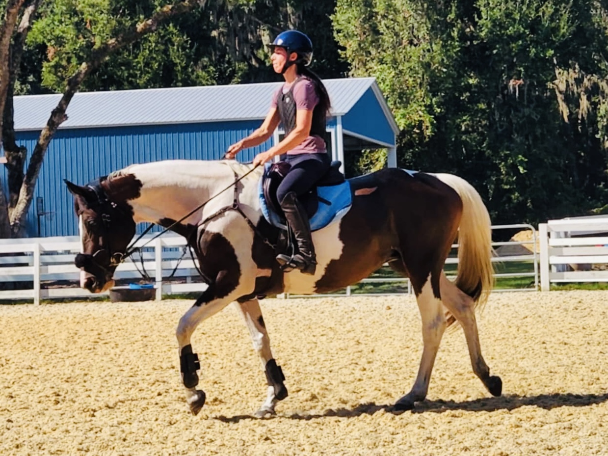 Horse photo