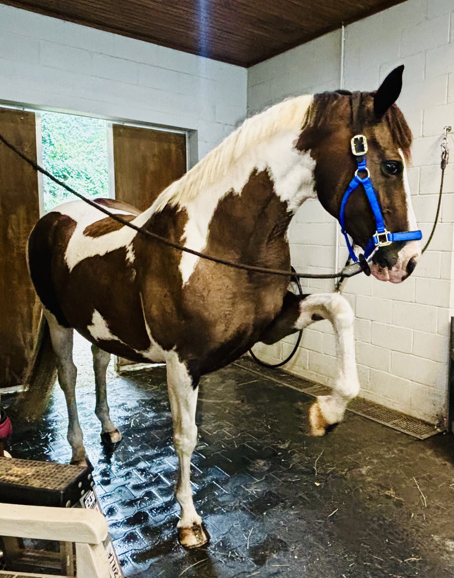 Horse photo