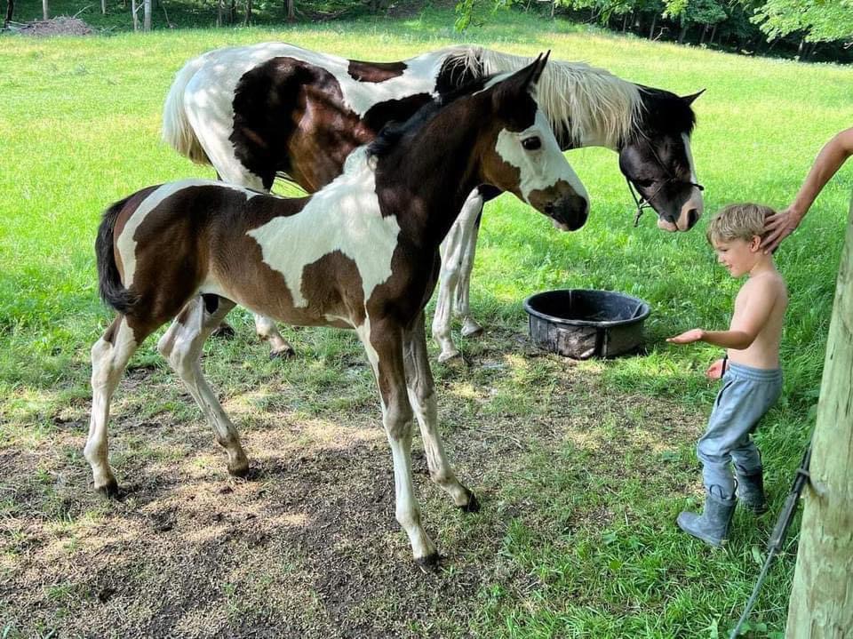 Horse photo